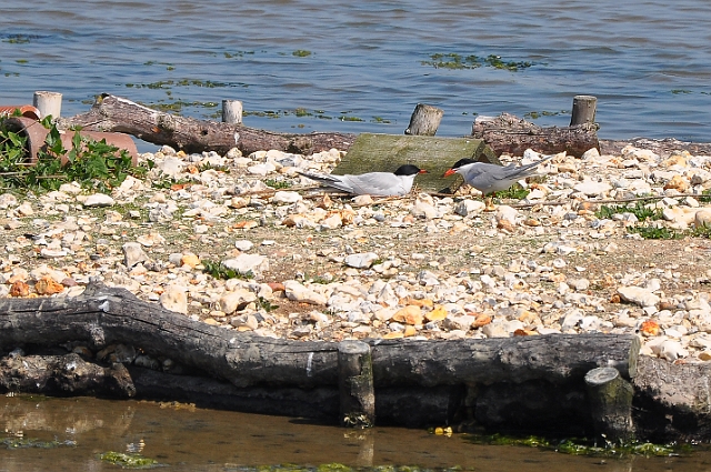 Holiday Dorset_9340_edited-1.jpg - COMMON TERNS - BROWNSEA ISLAND